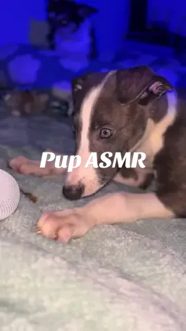 The only mouth sounds you’ll ever hear on this account 🩵🐶🐾💙 #asmr #puppyasmr 