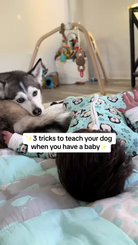 ✨3 tricks to teach your dog when you have a baby✨ #dogs #dogandbaby #dogsoftiktok #smartdog #fyp 