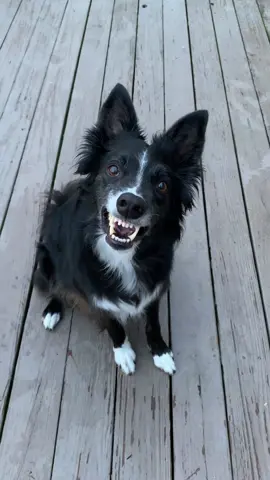 Say cheese ! 😬🤣 #tiktokdogs #dogs 