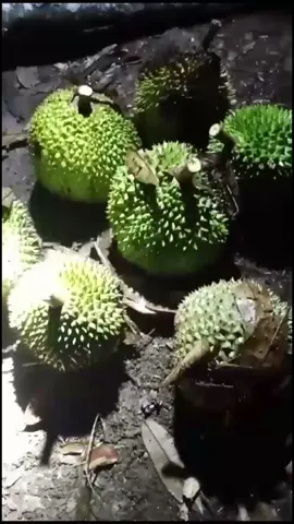 alhamdulillah hasil nge bolang malam ini gaes  #duriankampung #bolang #musimdurian 