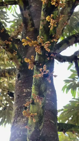 รุ่นน้อง หลังจากฝนตกเมื่อคืน🥰#สวนทุเรียนณิชาภัทร #สวนทุเรียนมือใหม่ 4ปี1เดือน#สวนทุเรียน #สวนทุเรียนขุนทะเลสุราษฎร์ #ทุเรียนใต้ #ทุเรียนหมอนทอง ✅💚🌲