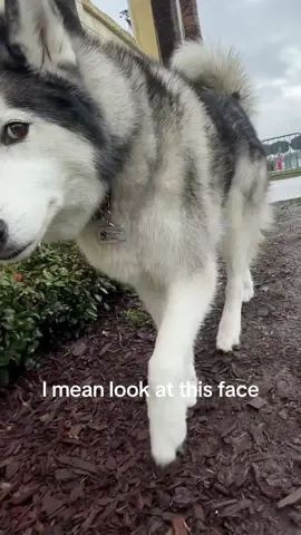NO MORE MUDDY PAWS! 🧼🫧 #dogpaw #pawcleaner #merrymilo #rainyseason #winter #rainyday #rainydayvibes #dogwalking #cleanpaws #siberianhusky #hiskiesoftiktok 