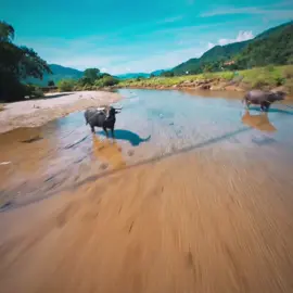 Theo dõi vinh để xem những thức phim chill hơn nha mọi người🌅#phamvinhfpv #fpvdrone #vietnam #FPVAdventures #NatureFromAbove #drone #fpv  