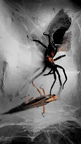 Colombian curtain web spider  linothele sericata  #spider #PetsOfTikTok #spiderfeeding #viral #funnelwebspider #linothele 