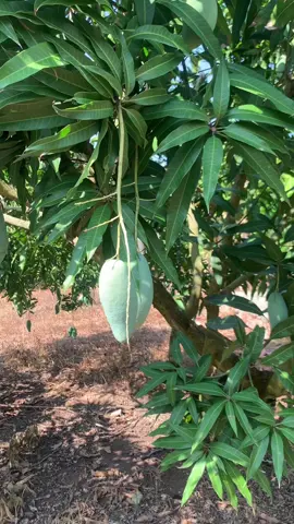 Vườn xoài thái xịn..và bác chủ nhà khó tính 🤣🤣#xoài xoài 
