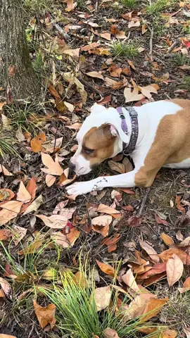 She might get a little to excited when she finds the morel mushrooms #moreldoginthemaking #morelmushrooms #moreldogs #dogtrainingtips #labradorretriever #doglove 