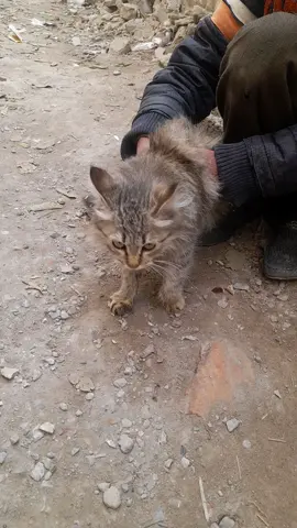 cat funny moment 🤣 😆 #foryou #foryoupage #funnyvideos #cat 