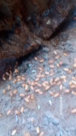 # oh my god what the hell # this feels so horrible #lice #tickstiktok #tiktokindia#foryou #fypシ゚viral #fypシ 