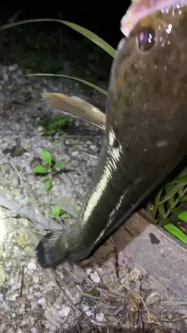 Tajuran umpan katak  #gabus #mancingmalam #mancing 