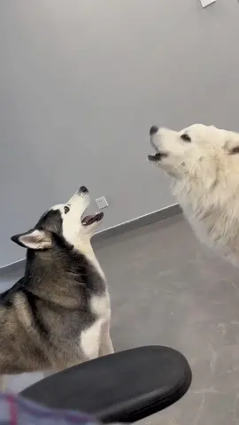When there are two dogs barking in the house, you want to have feeling of barking together 🥹🐶#fyp #dogsoftiktok #foryoupage #viral 