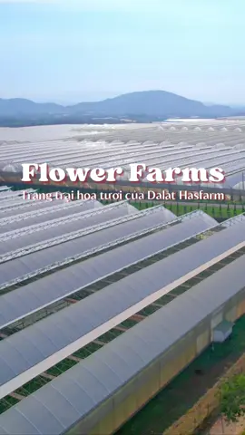 Sẵn sàng hành trình vi vu trên farm cùng Dalat Hasfarm chưa? #dalathasfarm #hoavietnam #flowers #dalat #thanhthoiluottet #fyp #trendingTikTok #xuhuong 