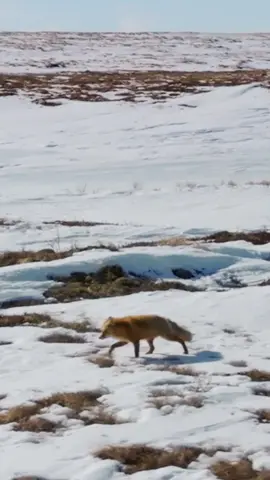 Out on the ice, sharing is caring 🎥: #LifeBelowZero First Alaskans