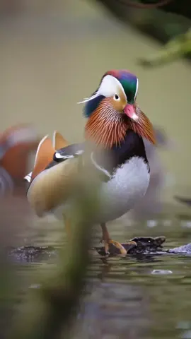 This has to be one of the most stunning bird species, do you agree? #mandarinduck #ducksoftiktok #nature #relaxing #calming 