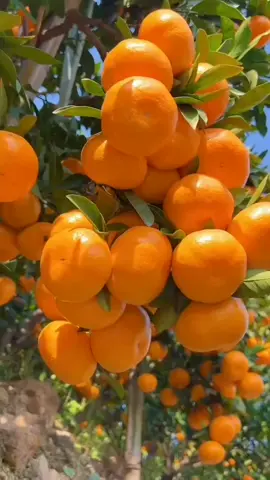 yuck yang mau petik aja🍊🍊🍊🍊🍊🍊🍊#buahbuahan #panenbuah #jeruk #manis 