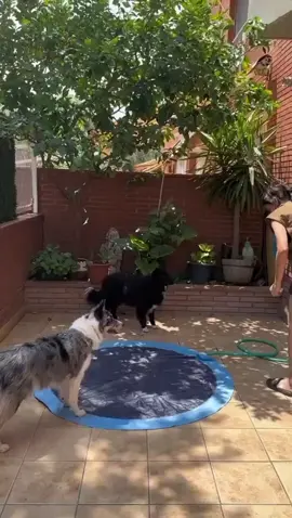 Alfombrilla piscina de aspersión para mascotas inflable 