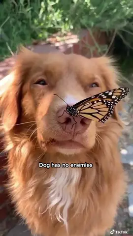 Nothing can replace a dog’s unconditional love ❤️