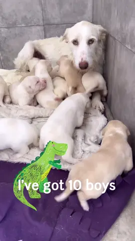 Ten boys and only one girl ❤️#adoptdontshop #rescueanimal #rescueanimalsofinstagram #dogsoftiktok 