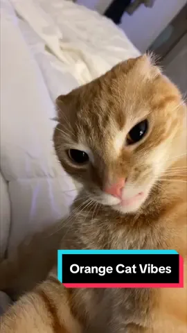 Orange Cat Vibes Edit with Vine BOOM #freecomedy #cats vB:@Mle10sley 
