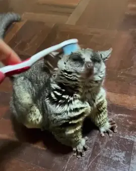 Me like scratchies 🤩 🎥: @Brekkie.bbb ❤️ #galago #bushbaby #cute #animal #cuteanimals #platesandpleasures 