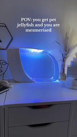 🪼 the cutest  #foryoupageofficiall #jellyfish 