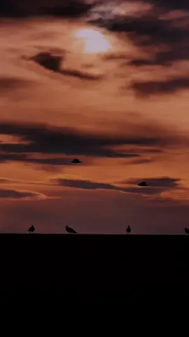 Chris de Burgh - Flying (1974) ✨✨ #tipografia #nostalgia #musicaantiga #Flashback #anos70 #legenda #traducoes #lyrics #foryou 