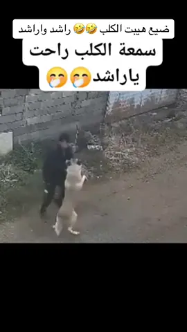 هيبت الكلب ضاعت خلاص😂#اكسبلور #اليمن #السعودية #العراق #سوريا #الكويت #فلسطين #اكسبلور 