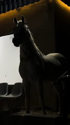 #خيل_عربي_اصيل #حصاني #ترند #جديد #fypシ #اكسبلورexplore #fyp 