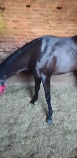 Firts one Prince 🐴