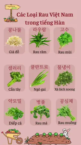 Tên các loại rau của Việt Nam trong tiếng Hàn 🥬 #1998 #duhocsinhhanquoc #sachhoctienghan #tienghansocap1 #hoctienghanquoc #korean #xuhuongtiktok #한국어 
