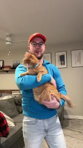 Do you think he likes them? 😺🧡 #orangecat #catdad #catsoftiktok #catlover #cattok #catslovers 