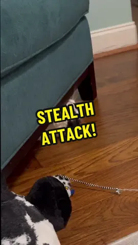 Phoebe does a stealth attack! #catsoftiktok #cerebellarhypoplasia #chcat #wobblycat #keepshining