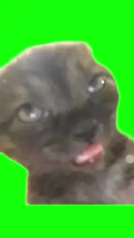 Greenscreen sleeping cat