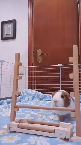 Jump training #guineapig #guineapigs #guineapigsoftiktok #guineapiglove #guineapigmom 