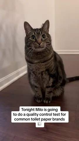 Never would I have thought I’d be having my cat tell me which toilet paper to use 😂 #foryou #foryoupage #lol #comedy #viral #cats #catsoftiktok 