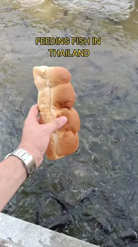 Feeding fish in Thailand with whole bread #bangkok #thailand #Bkk #viajar #feedingfish #bangkokthailand #kohkret #asia #comida #streetfood #thaifood #comidacallejera #amazingthailand #thai #tailandia #thailandtravel #lomejordetailandia