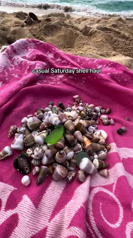 #shells #shelling #hawaii #oahu #oahuhawaii #oahushells #beachcombing #shellfinds #hebrewcone #coneshells #shellhaul #bigislandhawaii #maui #kauai 