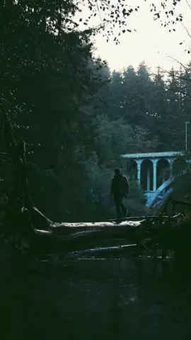 A big log in Oregon. 