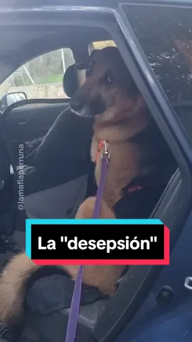 Esta semana Akira no está conforme con mis servicios como madre 🤣 #indignación #indignada #perro #perros #coche #Akira #conversaciones 