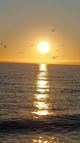 #sunrise #leverdusoleil #amanecer #sun #soleil #sol #sea #mer #mar #goodmorning #bonjour #buenosdias #relax #peace #seagulls #mouettes #gaviotas #黎明 #夜明け #شروق الشمس #восход 