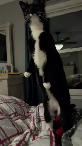 What a long cat.#cute #fyp #pet #funny #cat #kitten #petcat #cutecat 
