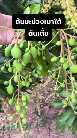 ต้นมะม่วงเบาใต้