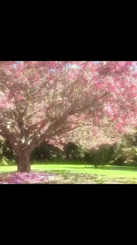 #duvet #spring #anime #fyp #rge #on #sakura #japan #japanese  #nihon #japanvibes #sakurajapan #japanedit #japanaesthetic  #aesthetic  #edit #аниме #пейзаж #япония #японияэстетика #весна #рекомендации #рек #природа 