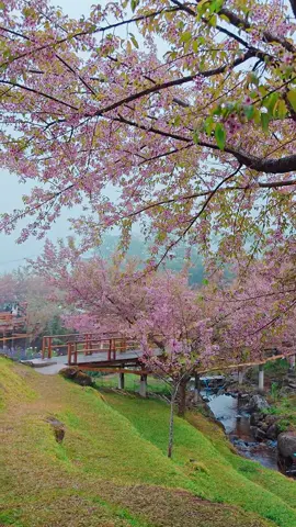 สะพานซากุระ ขุนวาง วันที่ 26/1/67 #เชียงใหม่ #ขุนวางเชียงใหม่ #ขุนวาง #พญาเสือโคร่ง #ซากุระเมืองไทย #เที่ยวเชียงใหม่ #รีวิวเชียงใหม่ #ดอยอินทนนท์ #ที่เที่ยวเชียงใหม่ #ที่เที่ยวหน้าหนาว 