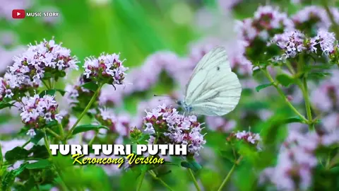 #turituriputih #keroncongmodern #musicstory 
