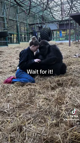 #foryourpage #kiss #kisses #foryoupage #viraltiktok #gorilla #fyp #fypシ #fypシ゚viral #fypage 