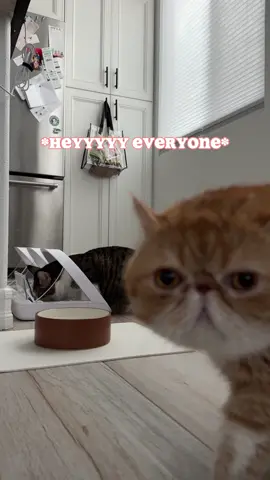 I can’t make this up. I swear Robbie knew what he was doing. He stayed within frame until I was gone.  #catmom #catmomlife #smartcat #catmeowing #catmeow #talkingcat #catsbeingcats #catsbeingbros 