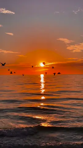 A Serene view of sunset with birds flying elegant view #view #bird #sunset #sun #light #sunrising #fly #flying #sunny #clouds 