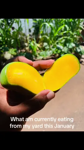 What are you currently eating from your yard ? #youngfarmers  #agricultureandyoung  #fyp 