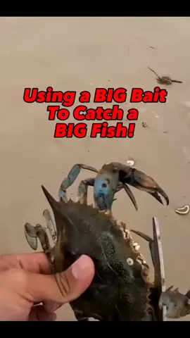 #fishinglife #foryou #viral #gofishing #fish #fyp #reelmoments #spearfishing #fishing #fishingtiktoks #gaintfish 