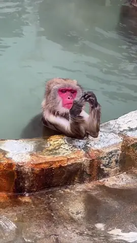 เหมือนที่คุณแช่ในน้ําพุร้อน#น้ําพุร้อน#ลิง#可愛い #น่ารัก #hotspring #monkeydluffy #monkey 